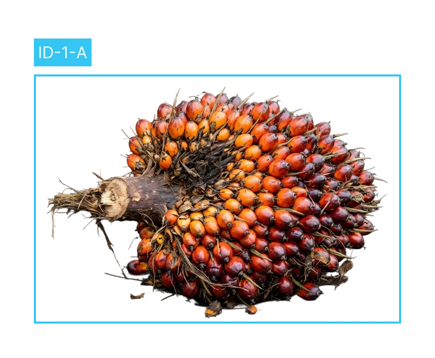 AI Palm Grader