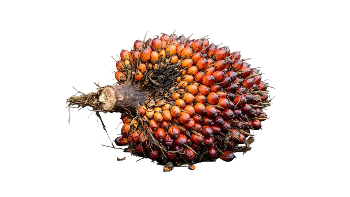 AI Palm Grader