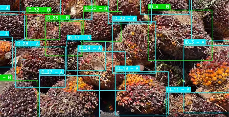 Ripeness & Quality Classification